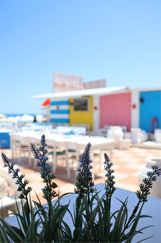 Lavender in the foreground with the terrace tables and colourful beach cabins softly blurred under a blue sky